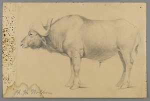 Vízibivaly (grafit papíron) alkotó: Philip H. Wolfrom