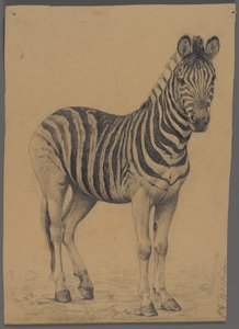 Zebra (grafit papíron) alkotó: Philip H. Wolfrom
