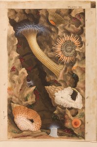 III. tábla, tanulmány az „Actinologia Britannica: A British Sea Anemones and Corals” című könyvhöz, 1858-60 körül (grafit, wc és gouache papíron)