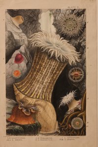 II. tábla, tanulmány az „Actinologia Britannica: A British Sea Anemones and Corals” című könyvhöz, 1858-60 körül (grafit, wc és gouache papíron)