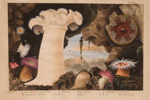 I. tábla, tanulmány az "Actinologia Britannica" számára: A brit tengeri anemónák és korallok története", 1858-60 körül (grafit, wc és gouache, papír).