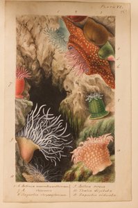 VI. tábla, tanulmány az „Actinologia Britannica: A British Sea Anemones and Corals” című könyvhöz, 1858-60 körül (grafit, wc és gouache papíron)