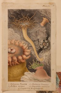 V. tábla, tanulmány az „Actinologia Britannica: A British Sea Anemones and Corals” című könyvhöz, 1858-60 körül (grafit, wc és gouache papíron)