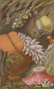 A Crimson Imperial, a Yellow Imperial és a Globehorn, IX. lemez az Actinologia Britannica: A British Sea Anemones and Corals története, 1860-ból (chromolitho)