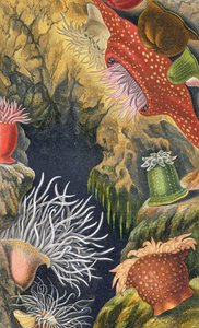 A Diadem pattanás, VI. lemez az „Actinologia Britannica: A British Sea Anemones and Corals” című könyvből, 1860 (chromolitho)