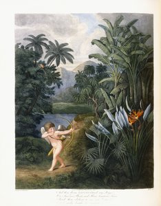 Aztán az isteni Linné, 1796-1807 körül