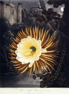 Az Éjszaka fújó Cereus, 1800