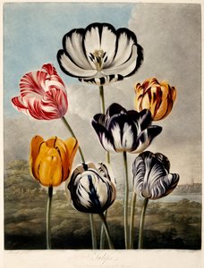 Tulipánok, 1798.