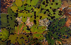 Acer pseudoplatanus: A platánt a Rhytisma acerinum fekete gomba támadta meg, 1907-09 (fénynyomat)