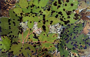 Autumn Leaves, Philippe Robert, Robert Ried kiadások