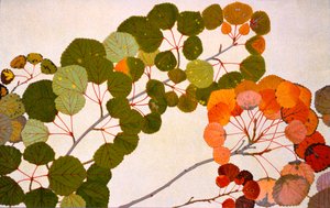 Populus tremula, vagy európai nyárfa, 1907-09 (mélynyomás)