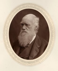Charles Darwin portréja 1809-1882, 1877. alkotó: Photo studio Lock and Whitfield
