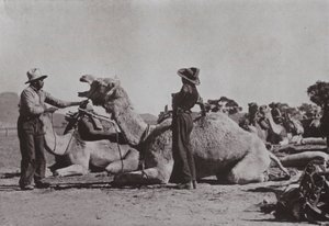 A tevecsapatok bennszülöttekkel irányítják a távoli posztokat Közép-Ausztráliában (f/w fotó) alkotó: Photographer Australian