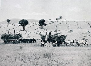 Betakarítás, Új-Dél-Wales, 1900 körül, a Melbourne-i Külügyminisztérium által kiadott „Under the Southern Cross – Glimpses of Australia” c. alkotó: Photographer Australian