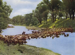 Queensland, Ausztrália: Szarvasmarhák hajtása Goondiwindi közelében (fotó) alkotó: Photographer Australian