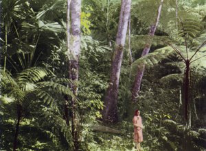 Queensland, Ausztrália: Trópusi dzsungel (fotó)