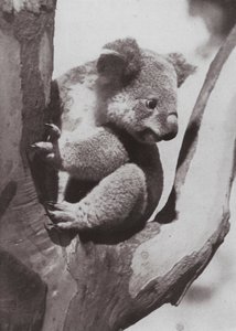Az egyedi koala vagy őshonos medve (f/w fotó) alkotó: Photographer Australian