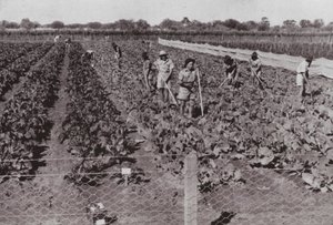 A Transzkontinentális út közelében, az úgynevezett Sivatagi országban termesztett zöldségek, fúrt vízzel öntözve (f/w fotó) alkotó: Photographer Australian