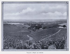 Szőlőültetvények Magillben, Adelaide közelében (f/w fotó) alkotó: Photographer Australian