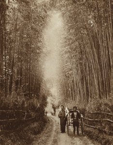 Bambuszliget, Japán (f/w fotó) alkotó: Photographer Japanese