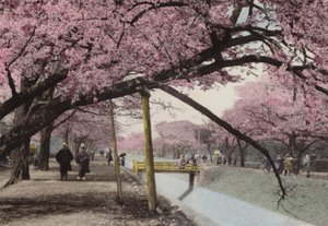 Japán, 1912 körül: Cseresznyevirág Koganei-ban, Tokió közelében (fotó) alkotó: Photographer Japanese