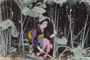 Japán, 1912 körül: Hatalmas láp-rebarbara, vadon élő növény, Akita (fotó)