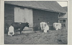 Fejőtehenek, 1910