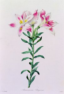Alstroemeria Peregrina (színes metszet) alkotó: Pierre Joseph Redouté