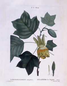 Amerikai tulipánfa (Liriodendron tulipifera), Henry Louis Duhamel du Monceau, Pierre Joseph Redouté botanikai lemeze alkotó: Pierre Joseph Redouté