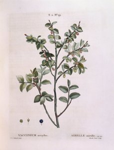 Fekete áfonya (Vaccinium myrtillus), Henry Louis Duhamel du Monceau, Pierre Joseph Redouté botanikai lemeze alkotó: Pierre Joseph Redouté