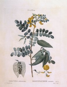 Hólyag Senna (Colutea arborescence), Henry Louis Duhamel du Monceau, Pierre Joseph Redouté botanikai lemeze alkotó: Pierre Joseph Redouté