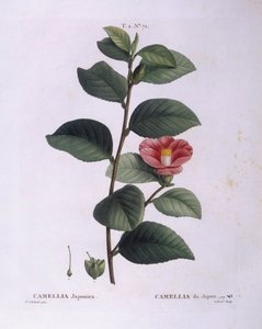 Camellia (Camellia japonica), Henry Louis Duhamel du Monceau, Pierre Joseph Redouté botanikai lemeze alkotó: Pierre Joseph Redouté