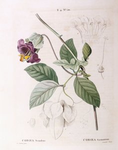 Csésze és csészealj szőlő (Cobaea scandens), Henry Louis Duhamel du Monceau, botanikai lemez Pierre Joseph Redoutétól alkotó: Pierre Joseph Redouté