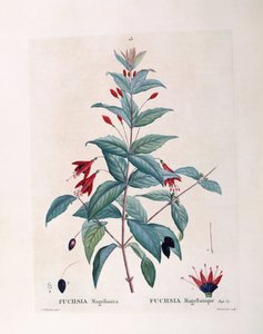 Fukszia (Fuchsia magellanica), Henry Louis Duhamel du Monceau, Pierre Joseph Redouté botanikai lemeze alkotó: Pierre Joseph Redouté