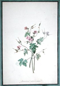 Geranium Robertianum (akvarell) alkotó: Pierre Joseph Redouté