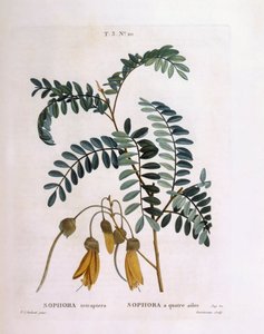 Kowhai (Sophora tetraptera vagy Edwardsia grandiflora), Henry Louis Duhamel du Monceau, Pierre Joseph Redouté botanikai lemeze alkotó: Pierre Joseph Redouté