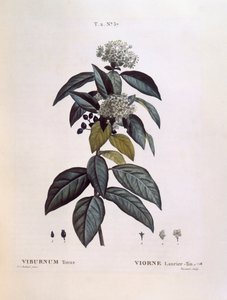 Laurustinus (Viburnum tinus), Henry Louis Duhamel du Monceau, Pierre Joseph Redouté botanikai lemeze alkotó: Pierre Joseph Redouté