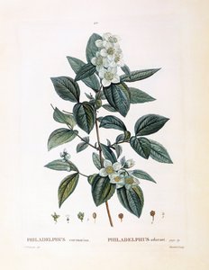 Mock narancs (Philadelphus coronarius), Henry Louis Duhamel du Monceau, botanikai lemez Pierre Joseph Redoutétól alkotó: Pierre Joseph Redouté
