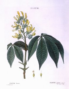 Pavia lutea Henry Louis Duhamel du Monceau, Pierre Joseph Redouté botanikai lemeze alkotó: Pierre Joseph Redouté