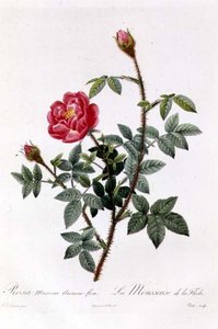 Rosa Muscosa Anemone-Flora alkotó: Pierre Joseph Redouté