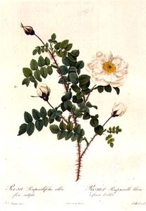 Rosa Pimpinellifolia Alba Flore Multiplei alkotó: Pierre Joseph Redouté