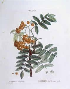 Rowan vagy európai hegyi kőris (Sorbus aucuparia), Henry Louis Duhamel du Monceau, Pierre Joseph Redouté botanikai lemeze alkotó: Pierre Joseph Redouté