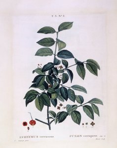 Orsó (Euonymus verrucosus), Henry Louis Duhamel du Monceau, Pierre Joseph Redouté botanikai lemeze alkotó: Pierre Joseph Redouté