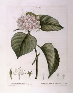 Volkameria fragrans Henry Louis Duhamel du Monceau, botanikai lemez Pierre Joseph Redoutétól alkotó: Pierre Joseph Redouté