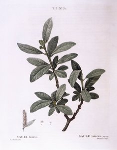Willow (Salix lanata), Henry Louis Duhamel du Monceau, Pierre Joseph Redouté botanikai lemeze alkotó: Pierre Joseph Redouté
