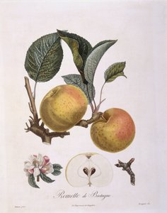 Alma (Malus domestica), burgundi Henry Louis Duhamel du Monceau fajta, Pierre Antoine Poiteau botanikai tányérja