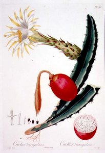 Cactus Triangularis, 26. tábla a „Flore des Antilles” 4. kötetéből, Francois Richard Tussac, 1808–27. alkotó: Pierre Antoine (after) Poiteau