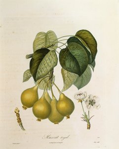 Muscat Royal Apricot, Antoine Poiteau