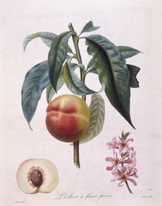 Őszibarack (Prunus persica batsch), Henry Louis Duhamel du Monceau, Pierre Antoine Poiteau botanikai tányérja
