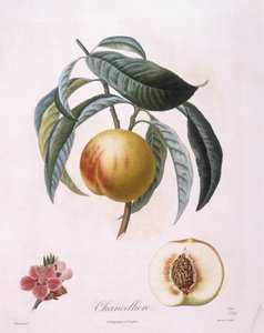 Őszibarack "Chancelliere" Henry Louis Duhamel du Monceau, Pierre Antoine Poiteau botanikai lemeze